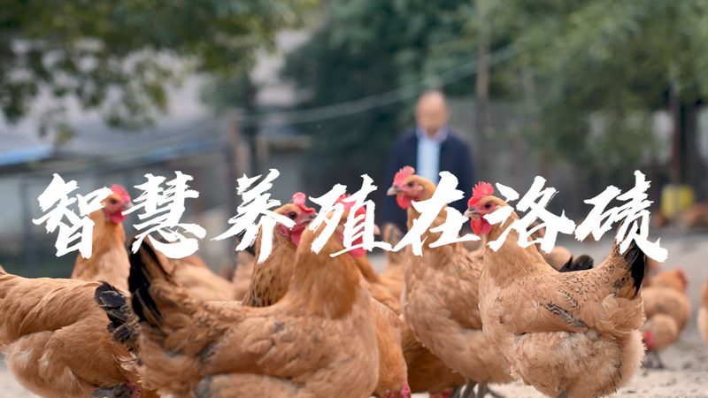 抗体亲和力检测实验室定制：构建精准研发的基石**
